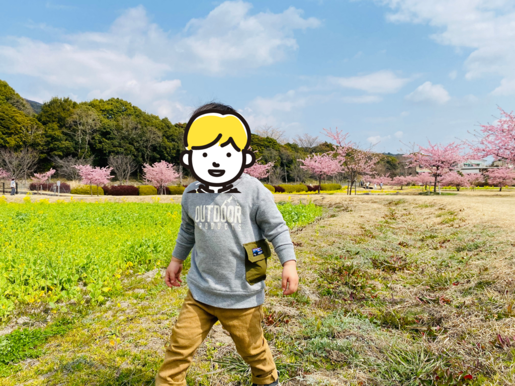 金立公園コスモス園の桜と菜の花