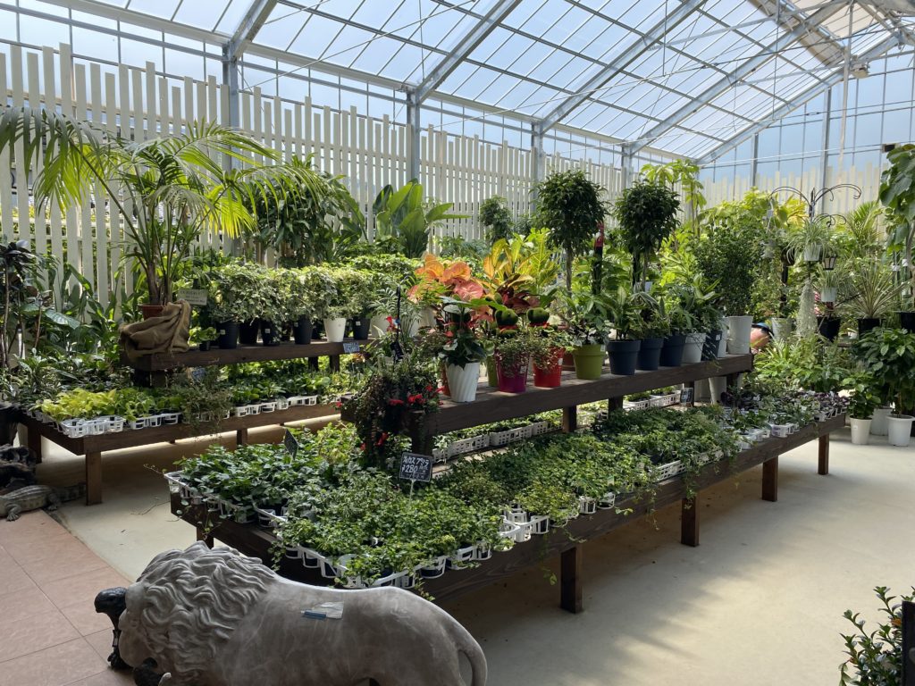 フラワーウッド観葉植物