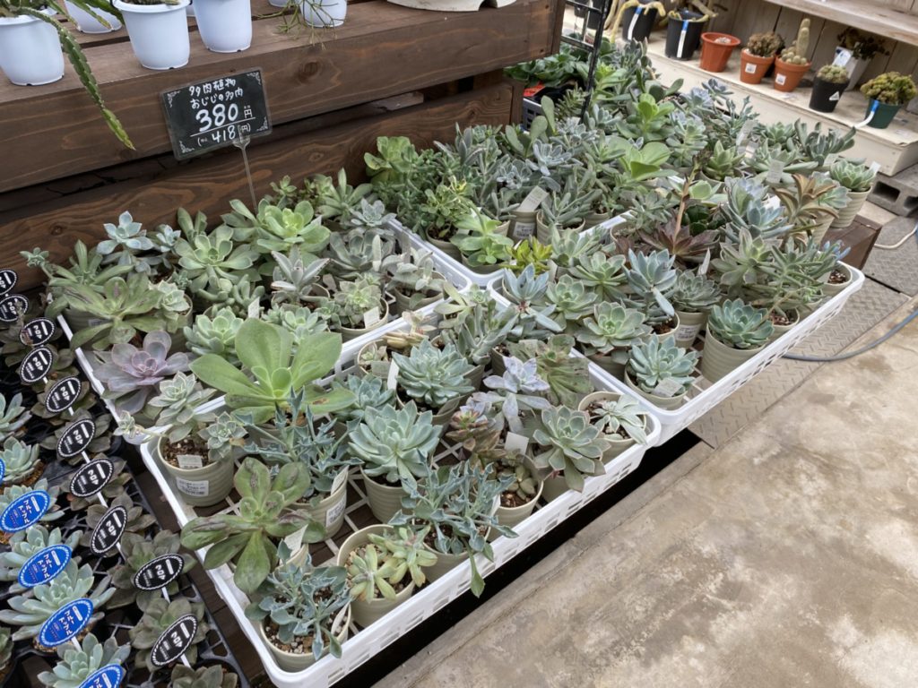 フラワーウッドの多肉植物コーナー