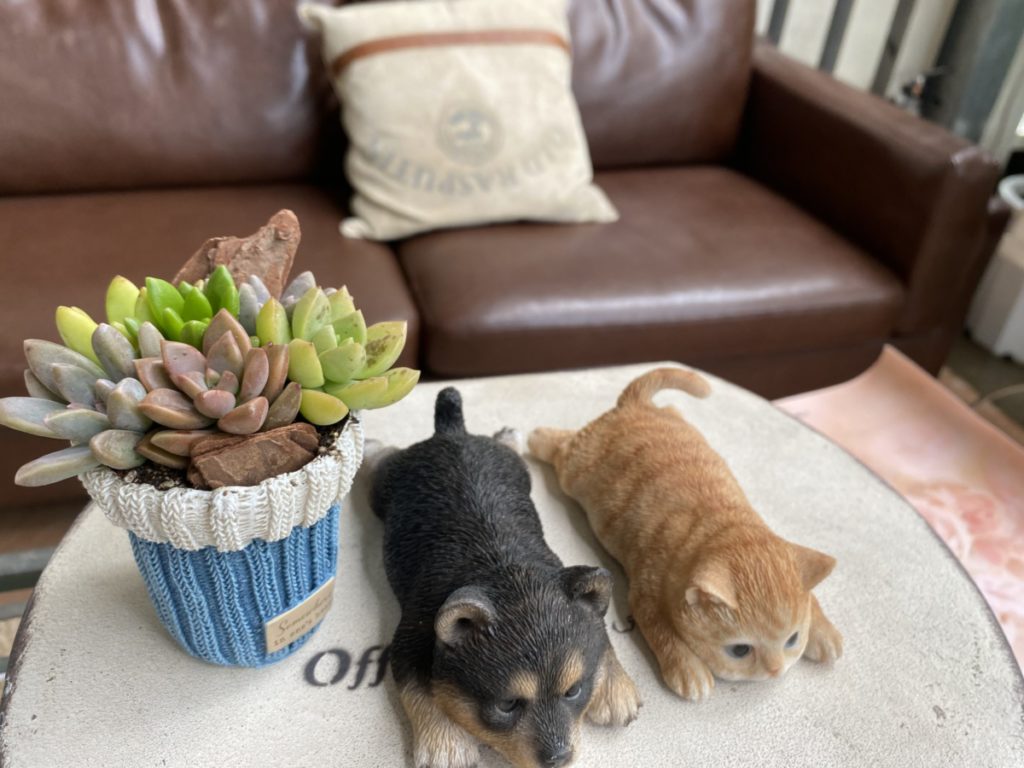 完成した多肉の寄せ植え