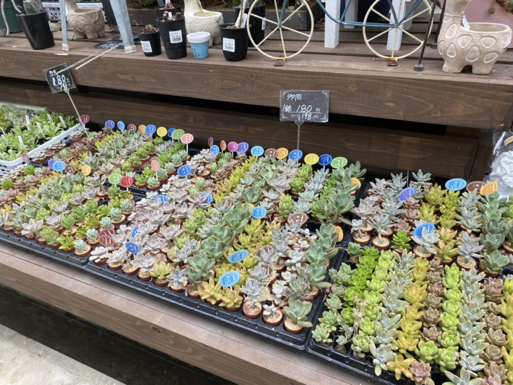 フラワーウッドの多肉植物コーナー
